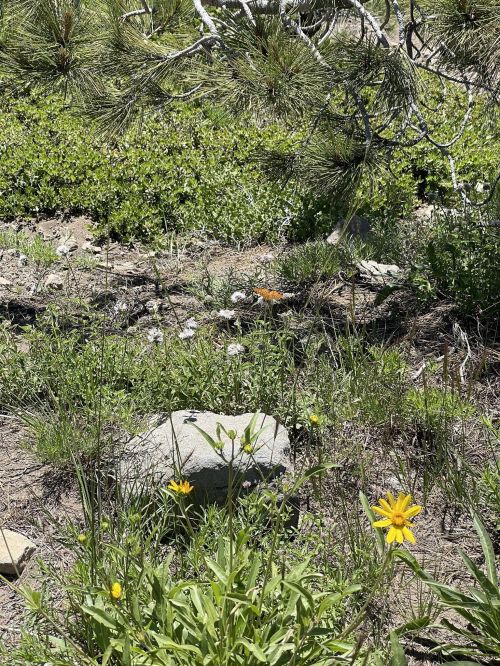 A sunny landscape featuring wildflowers and green foliage, with rocks scattered throughout the natural setting.