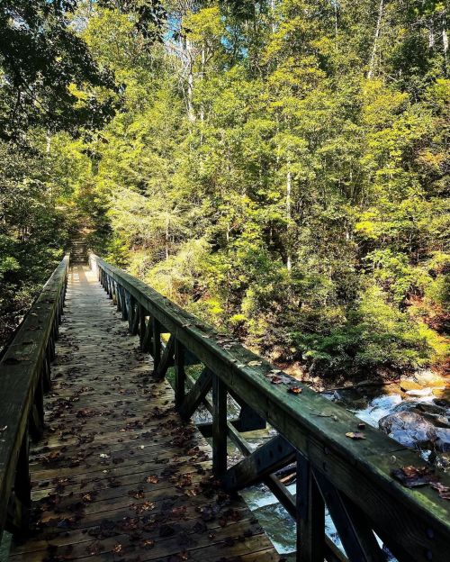A wooden bridge surrounded by lush greenery, leading over a stream in a serene forest setting.