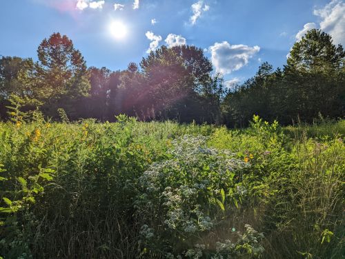 A sunny landscape featuring lush greenery, wildflowers, and trees under a bright blue sky with scattered clouds.