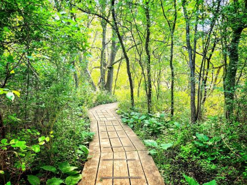 A winding wooden path through a lush green forest, surrounded by trees and foliage.