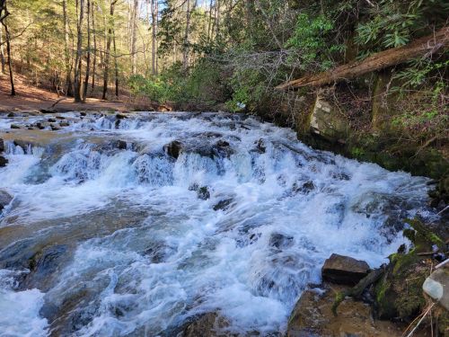 A flowing stream cascades over rocks, surrounded by lush trees in a serene forest setting.