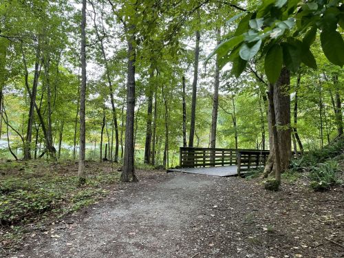 A serene forest path leads to a wooden bridge surrounded by lush green trees.