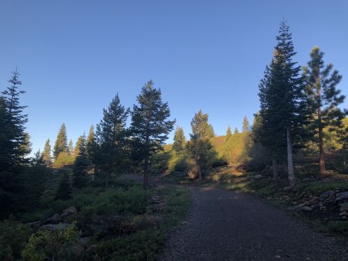 A gravel path winds through a forest of tall pine trees under a clear blue sky. Sunlight filters through the foliage.