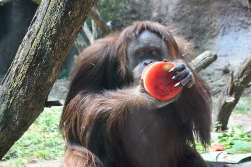 An orangutan sitting on the ground, holding and eating a piece of watermelon.