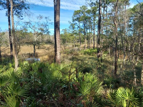 Lush green vegetation and tall trees surround a serene wetland under a clear blue sky.