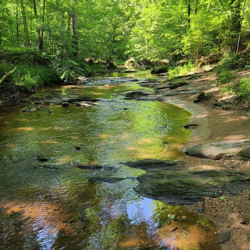 A serene forest stream flows through lush greenery, with sunlight reflecting on the water's surface.