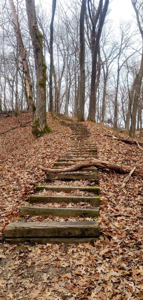 A winding wooden staircase leads up a forested hill, surrounded by bare trees and fallen leaves.