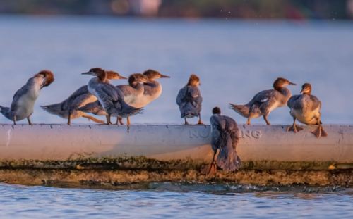 A group of birds perched on a concrete structure by the water, with some preening and others looking around.