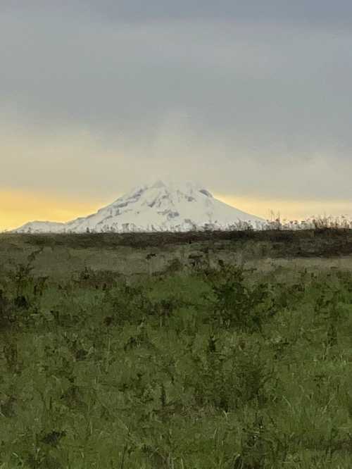 A snow-capped mountain rises above a grassy landscape under a cloudy sky at dusk.