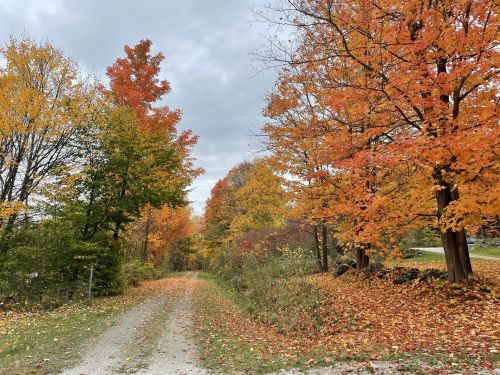 A gravel path lined with vibrant autumn trees in shades of orange and yellow under a cloudy sky.