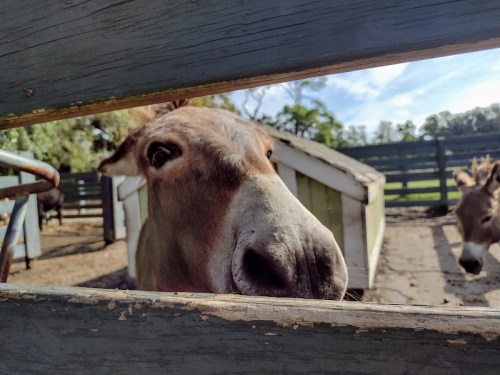 A close-up of a donkey's face peering through a wooden fence at a farm, with a barn and trees in the background.