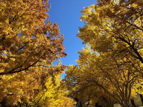 A vibrant autumn scene with golden and orange trees against a clear blue sky.