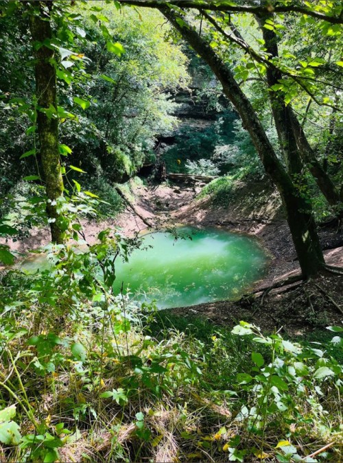 A serene green pond surrounded by lush trees and foliage in a wooded area.