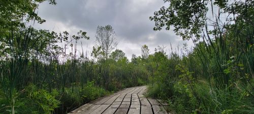 A wooden path winds through tall green grasses and plants under a cloudy sky.