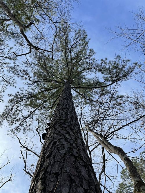 Looking up at a tall pine tree against a blue sky, with branches extending outward and other trees in the background.