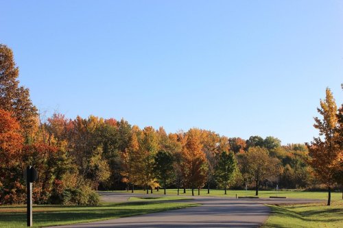 A serene road lined with colorful autumn trees under a clear blue sky.