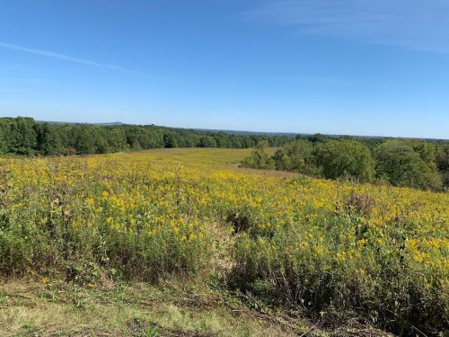 A vibrant field of yellow wildflowers stretches under a clear blue sky, surrounded by green trees and distant hills.