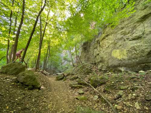 A person stands on a rock in a lush green forest, surrounded by trees and a rocky cliff in the background.