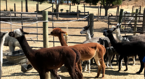 A group of llamas and alpacas standing together in a fenced area on a sunny day.