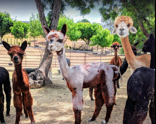 A group of alpacas with various colors and hairstyles standing in a sunny, grassy area with trees in the background.