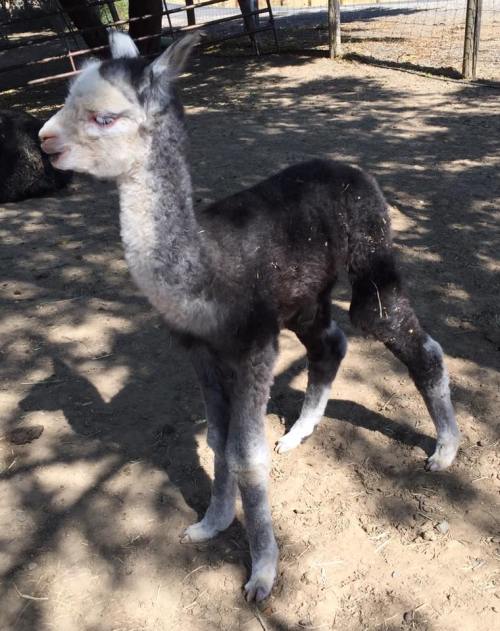 A young, gray and black llama stands on dirt, surrounded by shadows from nearby trees.