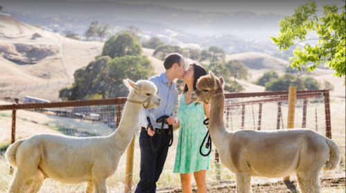 A couple kisses in a scenic outdoor setting with two alpacas nearby.