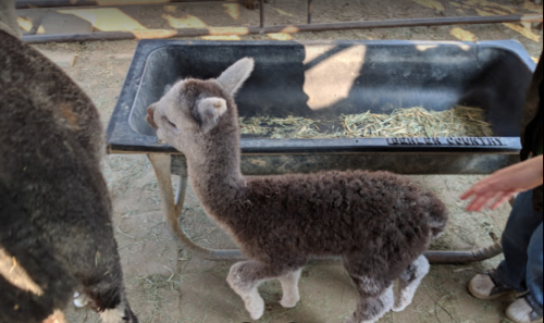 A young alpaca with fluffy gray fur stands near a feeding trough in a barn setting.