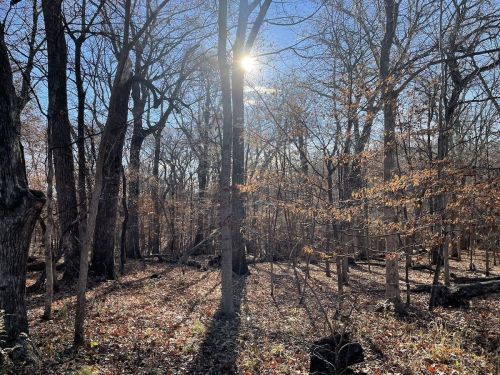 Sunlight filters through bare trees in a serene forest, casting shadows on the leaf-covered ground.