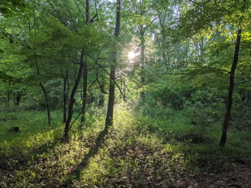 Sunlight filters through lush green trees in a serene forest, casting gentle shadows on the grassy ground.