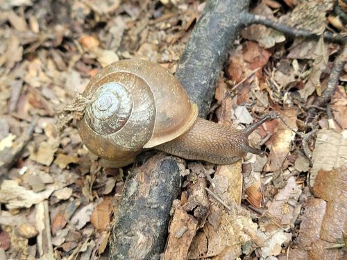 A brown snail with a coiled shell crawls over twigs and leaves on the forest floor.