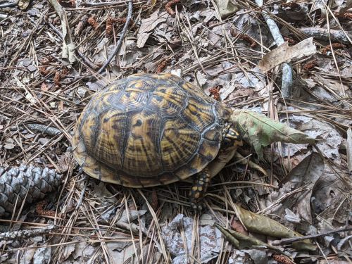 A turtle on a bed of dry leaves and pine needles in a natural setting.