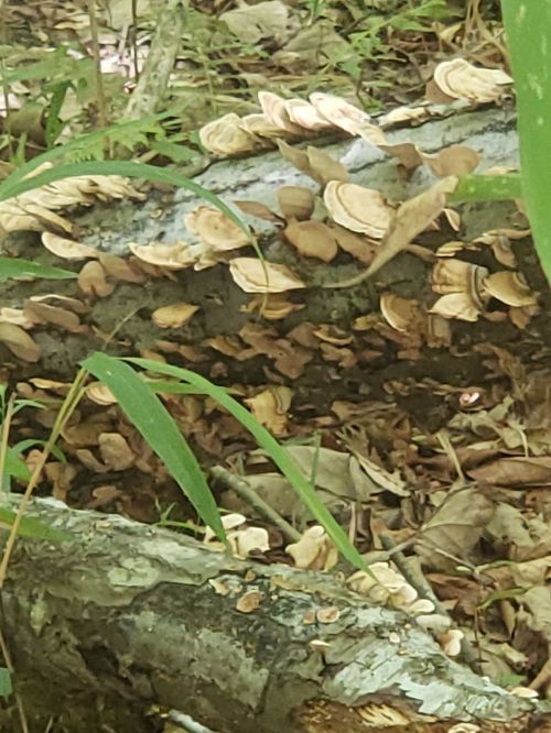 A close-up of a fallen log covered in various mushrooms and surrounded by green grass and foliage.