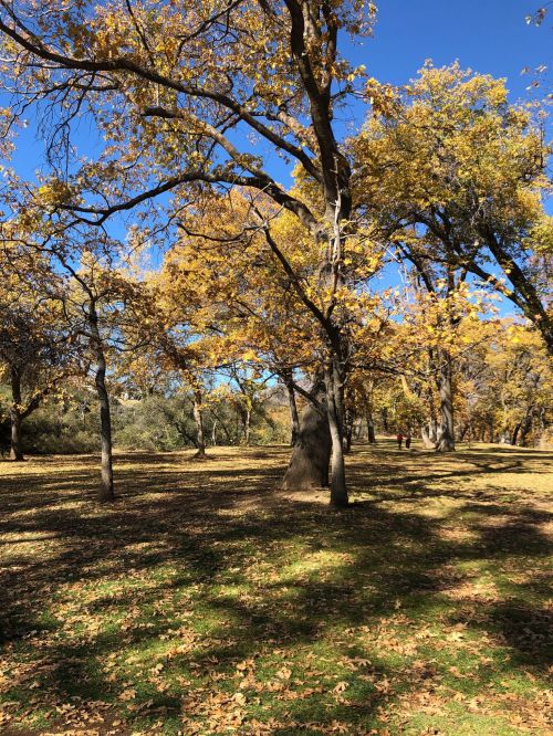 A sunny park scene with tall trees displaying vibrant yellow leaves and a clear blue sky. Shadows cast on the ground.