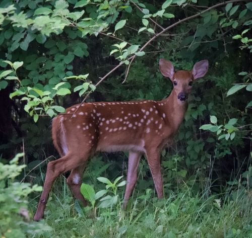 A spotted fawn stands among green foliage, looking curiously at the camera.