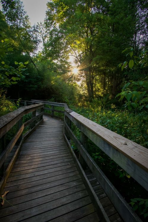 A wooden boardwalk winds through lush greenery, with sunlight filtering through the trees.