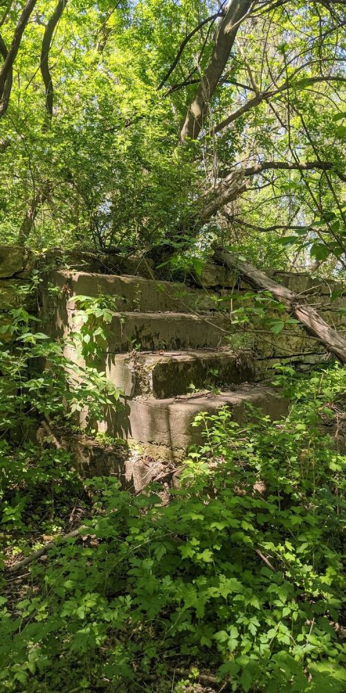 Overgrown stone steps surrounded by lush greenery and trees, hinting at a forgotten path in nature.