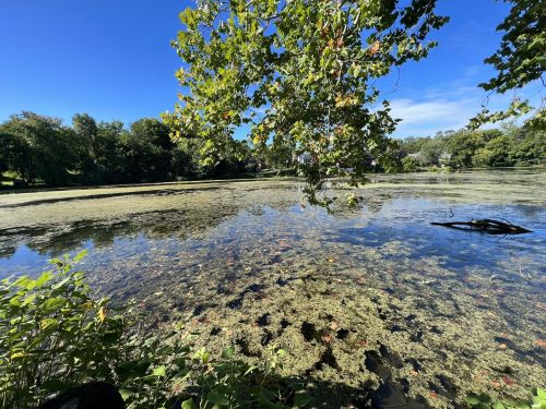 A serene pond surrounded by trees, with clear water reflecting the blue sky and green foliage.