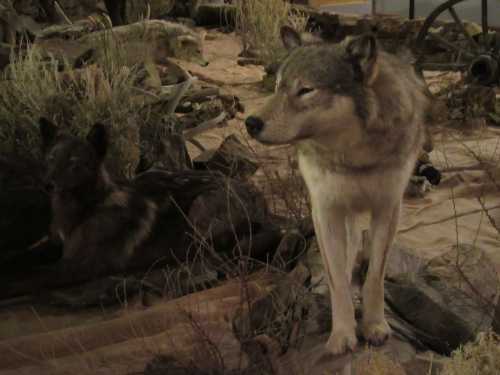 A taxidermy display featuring two wolves in a natural setting with dry grass and rocks.