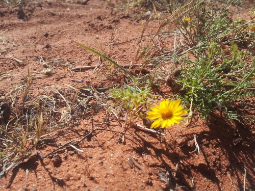 A small yellow flower blooms amidst dry, reddish soil and sparse green grass.