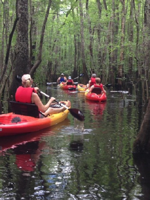 A group of people kayaking through a lush, green swamp with calm waters and trees lining the banks.