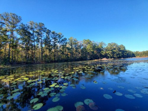 A serene lake surrounded by trees, with lily pads floating on the water under a clear blue sky.
