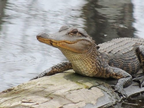 A close-up of a crocodile resting on a log by the water, with a calm expression and textured skin.