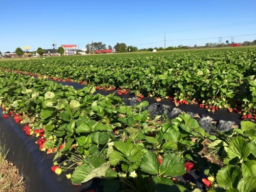 A vibrant strawberry field with ripe berries, green plants, and a clear blue sky in the background.