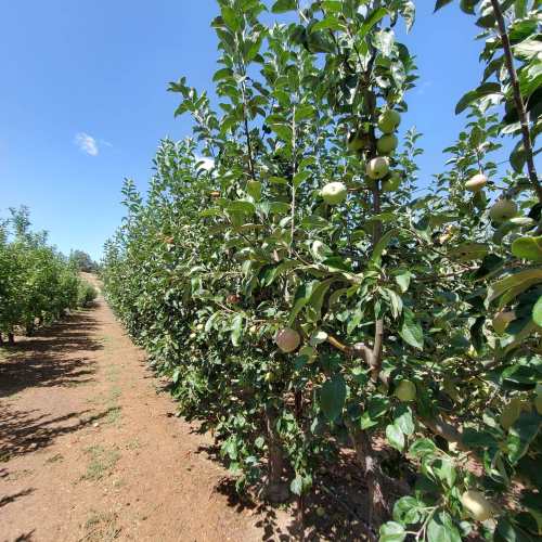 A sunny orchard with rows of apple trees, some bearing fruit, and a clear blue sky above.