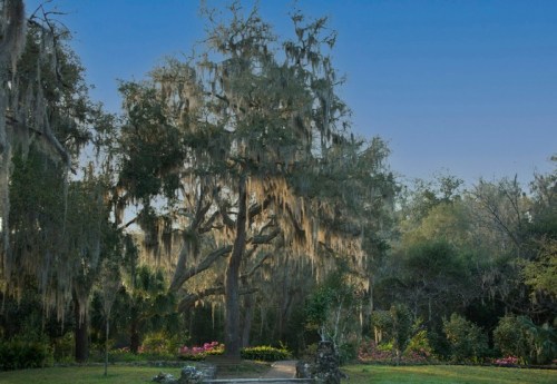 A large tree draped in Spanish moss stands in a lush garden with colorful flowers and greenery under a clear blue sky.
