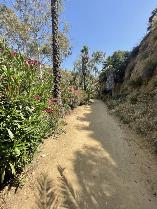 A sandy path lined with lush greenery and palm trees, surrounded by vibrant flowers under a clear blue sky.