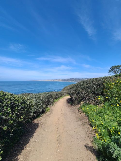 A dirt path lined with greenery leads to a scenic view of the ocean under a clear blue sky.
