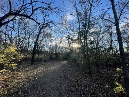 A winding path through a wooded area with bare trees and sunlight filtering through the branches.