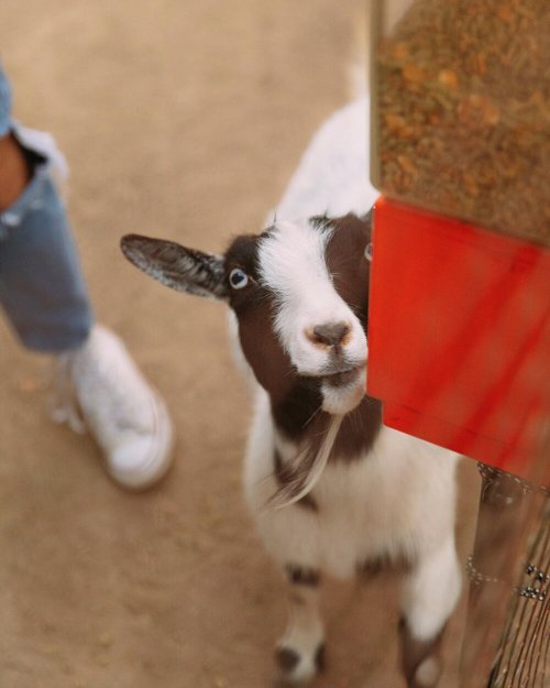 A curious goat with a black and white face looks up at a feeding station, with a person’s leg in the background.
