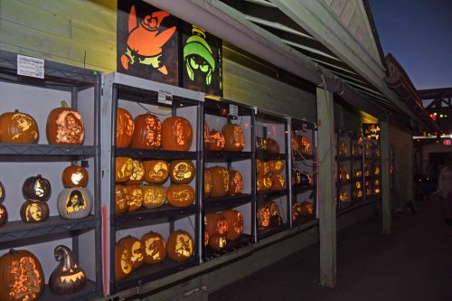 A display of intricately carved pumpkins illuminated on shelves, featuring various Halloween-themed designs.